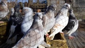 #32 Голуби Гамбургские чайки Яниса