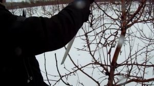 Формирование кроны яблони - "стройное веретено"