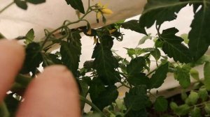 Купила и уже не пожалела.Томат раннеспелый, кистевой.Черри Терек  F1. Агрохолдинг Поиск.