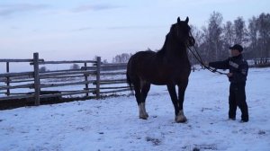 Жеребец владимирский тяж ПРОДАН.