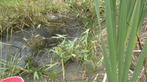 Вьюн и не только: наловил сачком рыбы и зарыбил пруд - 6 часть!