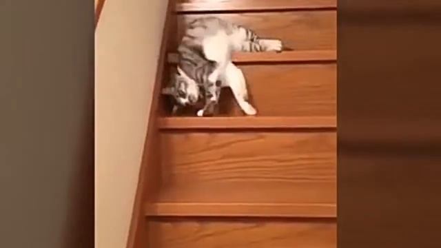 Коту лень спускаться!?? смотреть онлайн