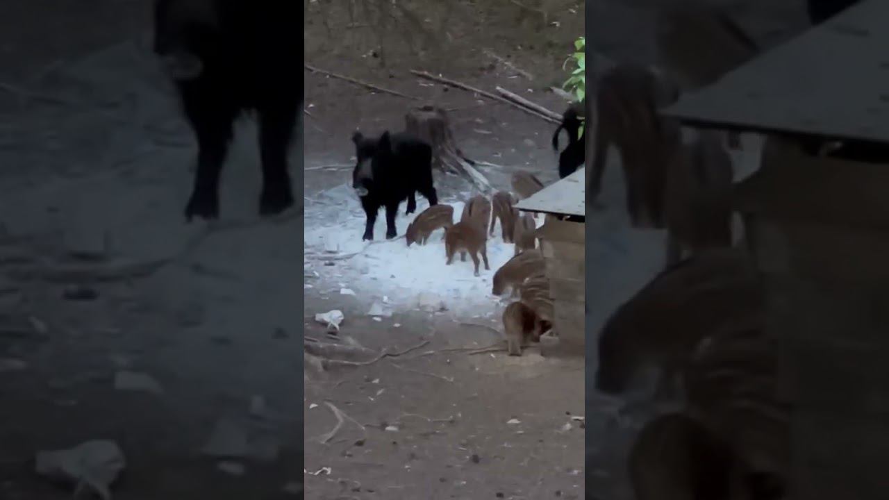 Кабаны! Охота на кабана! Охота с вышки! #охота #охотанакабана #дикаяохота #охотасвышки
