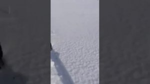 Кабан бежит за снегоходом