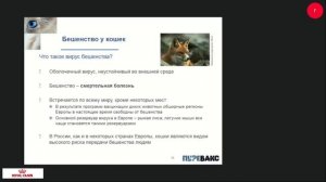 Инфекции кошек