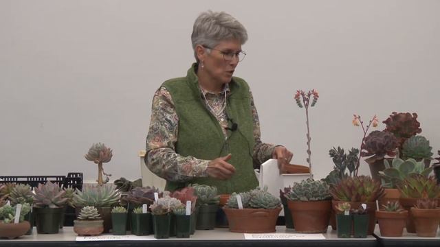 Echeverias by Carrie Waterman - Cactus and Succulent Society of MA смотреть онлайн