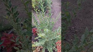 цветочные грядки