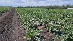 Баклажан Эпик F1