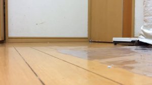 Попугай топает