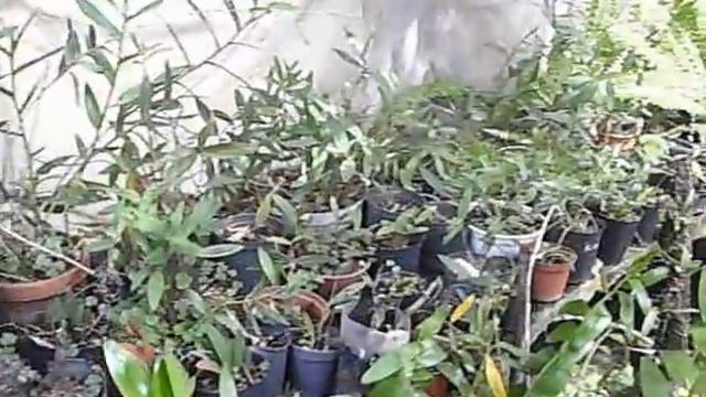 VIVERO DE ORQUIDEAS EN MONTEVIDEO EN EL CERRITO DE LA VICTORIA смотреть онлайн