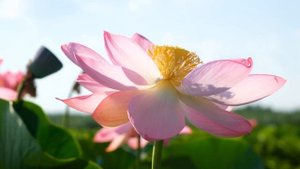 "Сады у моря", ТЕМРЮК, август 2022.