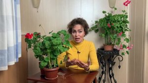 Семена из ПЕЛАРГОНИИ или ПЕЛАРГОНИЯ из семян