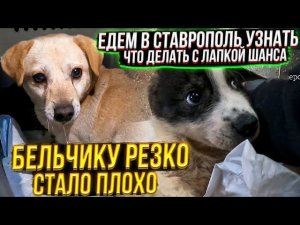 Бельчику после операции стало плохоЧто с лапкой Шани? Поехали с Катей и Яной в Ставрополь.