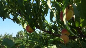 Персик ЭРИКИ (SB-60-8) / Подходит для выращивания в экстремальных погодных условиях