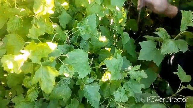 Лучший способ размножения черной смородины... смотреть онлайн