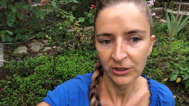 Елена Абрамова - как я выращиваю ростки пшеницы 10.10.2018