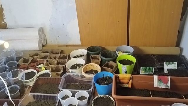 Китайский змей F1, ура первые семена взошли и это круто, вбили колышки, посадили кормовую кукурузу смотреть онлайн