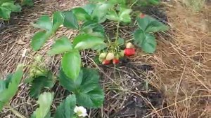 БОРЬБА С СЕРОЙ ГНИЛЬЮ.СПАСАЕМ УРОЖАЙ.