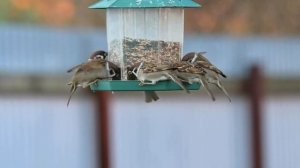 Стая полевых воробьёв на кормушке