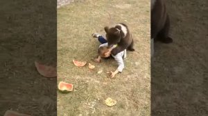 Чеченец vs Медведь борьба на Кавказе