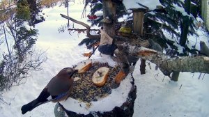 Зима 2022-2023, ПТИЦЫ НА КОРМУШКЕ-71