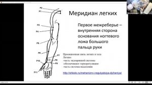 Легкие и их функции. Механизмы дыхания.