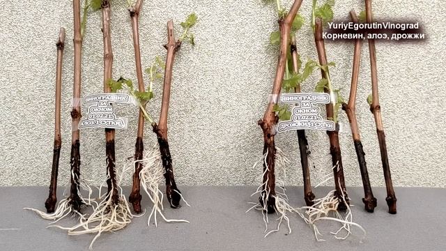 ? Укоренение ЧЕРЕНКОВ винограда в АЛОЭ, ДРОЖЖАХ и КОРНЕВИНЕ. Что лучше? Химия или природа?