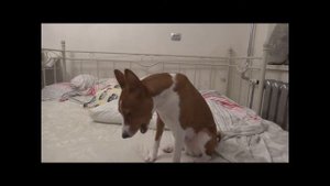 Басенджи Ден воет с мной супер вой