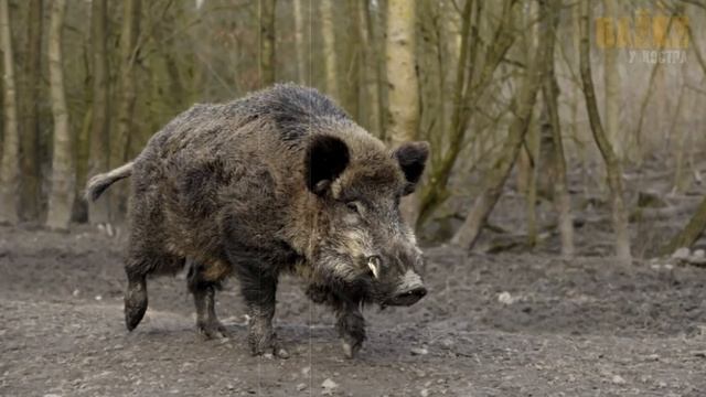 Собирая грибы, мать с ребенком наткнулись на разъяренного кабана смотреть онлайн