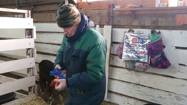 КРАСИВЫЕ УШНЫЕ БИРКИ ВЕШАЕМ ТЕЛЯТАМ. ПЛЮС ВИТАМИН И Е-СЕЛЕН КОЛЕМ. кфх Дик. 7.2.21г. смотреть онлайн