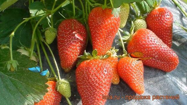 Земляника садовая Роксана (fragaria ananassa roksana) ? обзор: как сажать, рассада земляники Роксан