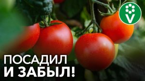 ТОМАТЫ ДЛЯ ЛЕНИВЫХ! Этот сорт не болеет, не требует пасынкования и подвязки