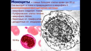 Кровь и лимфа. Видео лекция С.М.Зиматкина (5)