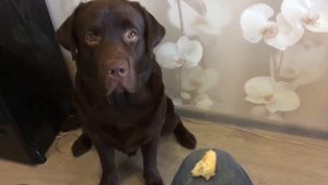 лабрадор воспитание и дрессировка. Labrador education and training