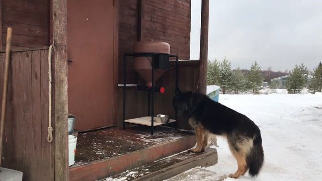 Автоматическая Кормушка для крупных собак  и других животных