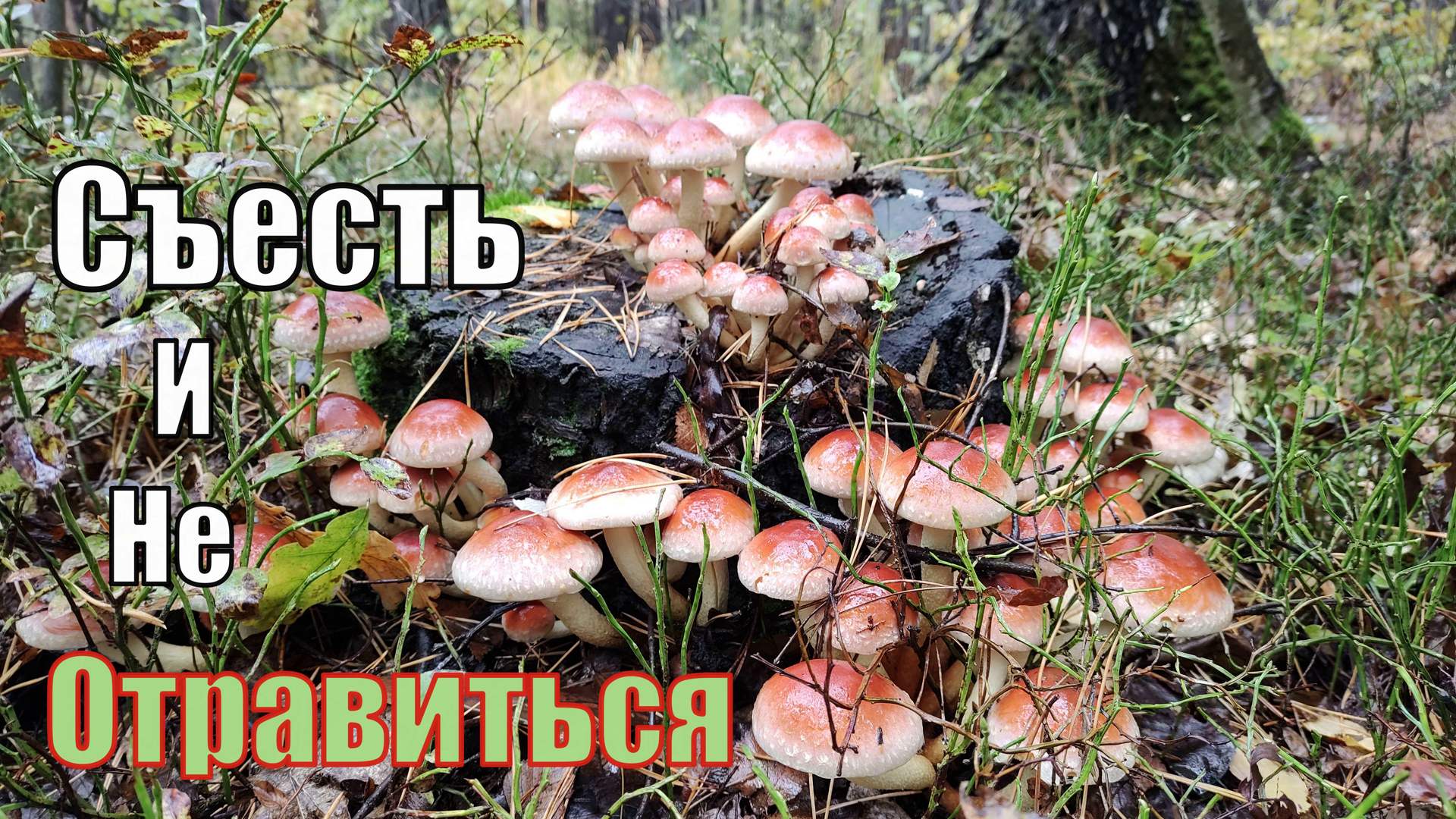 Опята грибы Волгоград
