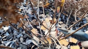 ОБРЕЗКА ГОРТЕНЗИИ "ВОВО".