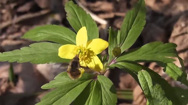 Panasonic HDC SD60 муха смотреть онлайн