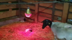 Покупка овец Дорпер, окот овец Дорпер, ярочки баранчики #dorper #dorpersheep #семейнаяферма #дорпер