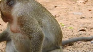 Best Video !!! First time to see Pop Eye warning on Sweet Pea and this is the best lesson for SP