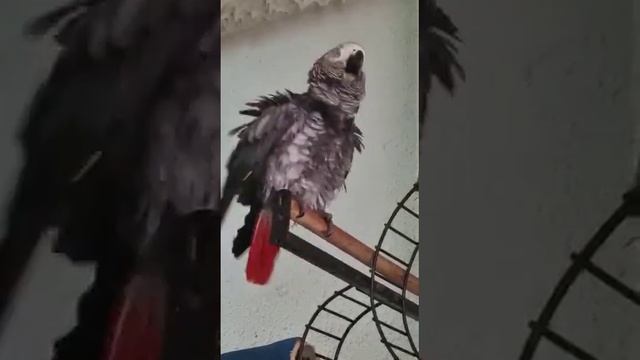 после бани душа поет!.. смотреть онлайн