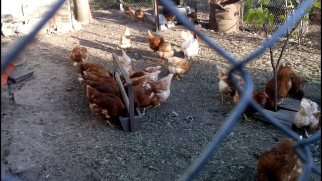 ??КАК ОТЛИЧИТЬ СТАРУЮ КУРИЦУ ОТ МОЛОДОЙ. The difference between an old chicken and a young one. смотреть онлайн