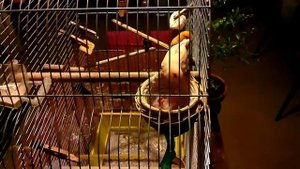 Канарейки кормит 5 Птенцов оранжевых канареек 23 декабря, 20,21,22,23 декабря 2016 год.