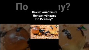 Каких животных нельзя убивать в Исламу?