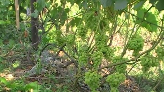 Сорт винограда Августин