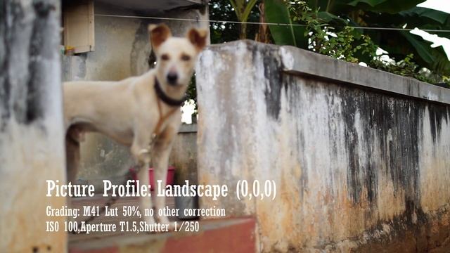 Poor Man's Sony A7s, Sony A5100 Colorgraded for Film look in Davinci resolve смотреть онлайн