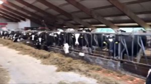 Молочная ферма в Нидерландах