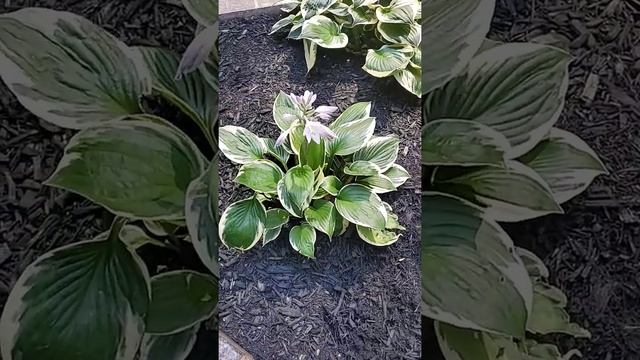 Hosta 'Undulata'Plant