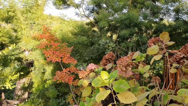 Апельсиновое Варенье и Краски Осени/ Влог из Моего Сада смотреть онлайн