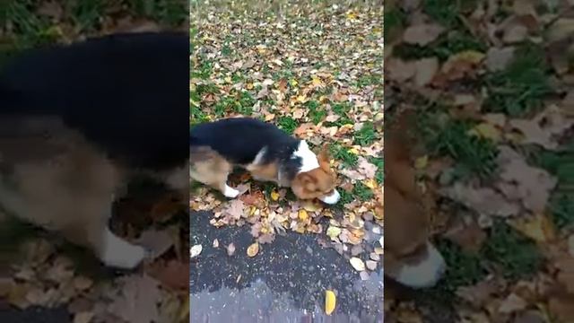 Пушистый корги Патрик на осенней лужайке 😍. смотреть онлайн